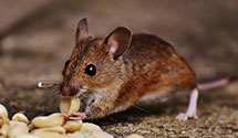 24 Hour & Emergency Exterminators in S Zanesville, OH